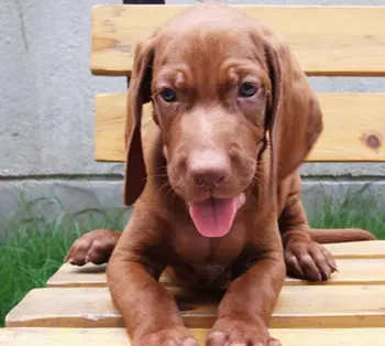 维兹拉犬怎么养 多注意老年犬的饲养管理 | 维兹拉犬