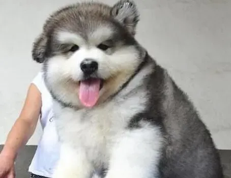阿拉斯加犬|饲养阿拉斯加雪橇犬种犬需要注意什么