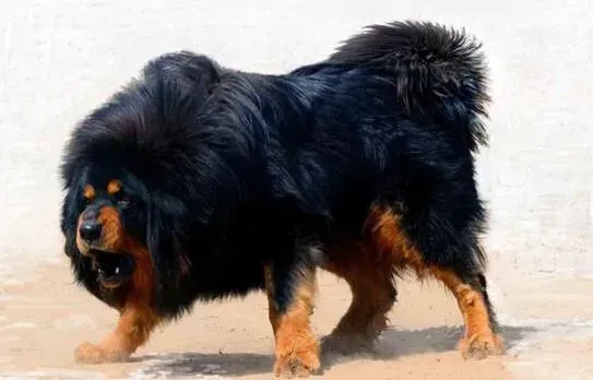 藏獒|初次见藏獒不忐忑 资深养獒专家教你如何靠近藏獒