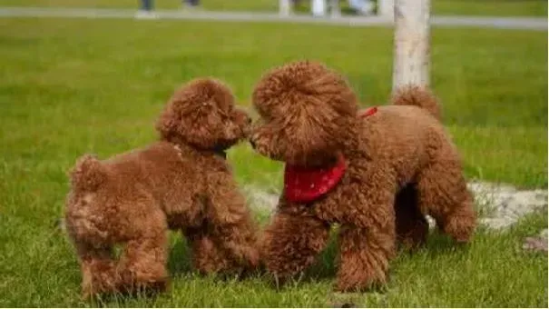 贵宾犬|正确惩罚贵宾的方法 这样训练贵妇犬最有效