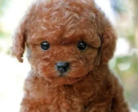 泰迪犬|怎样提高泰迪犬的社交与交往能力