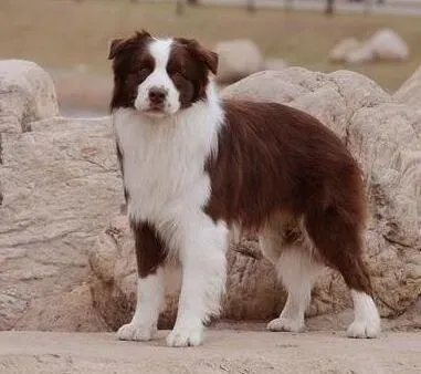 边境牧羊犬|边境牧羊犬晚上总喜欢让人抱喜欢粘人