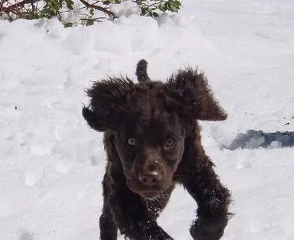 美国水猎犬的养护常识 需要足够的运动量 | 美国水猎犬