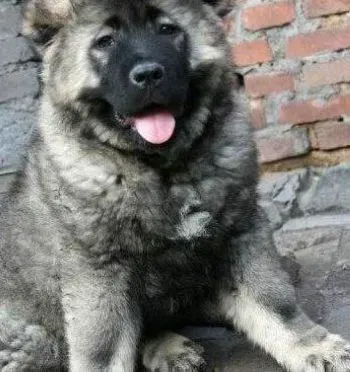 高加索犬|高加索犬美容护理的基本小常识
