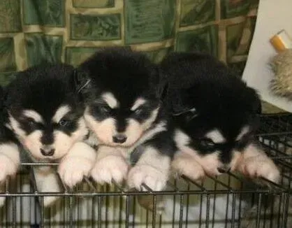 阿拉斯加犬|为什么阿拉斯加犬这两天不爱吃狗粮