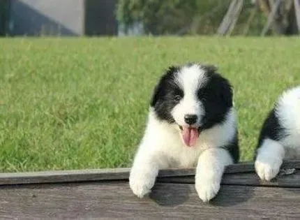边境牧羊犬|科学喂养 边境牧羊犬的身体更健康