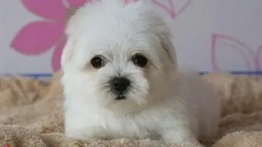 马尔济斯|如何对马尔济斯犬进行卧下作揖的训练