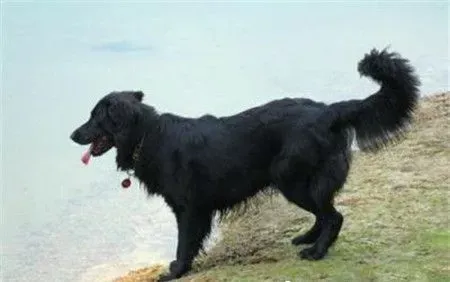 平毛寻回犬的特点 是一种可爱友善活跃的狗狗 | 平毛寻回犬