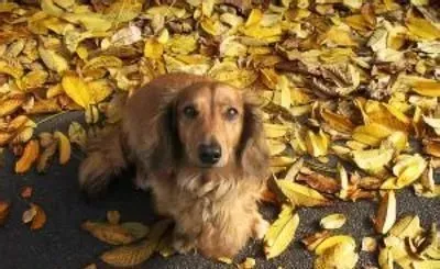 长毛腊肠犬智商高吗 腊肠犬智商不是很高 | 腊肠犬