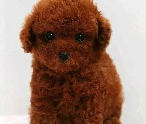 泰迪犬|开发智力新方法 泰迪犬应该多玩玩具
