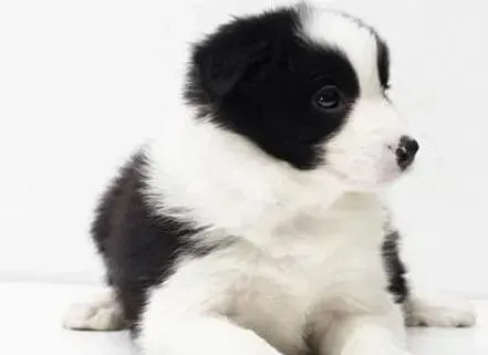 边境牧羊犬|如何掌握边境牧羊犬的训练原则