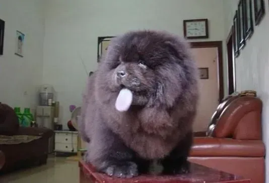 松狮犬|健康好胃口 松狮犬出现胃炎怎么办
