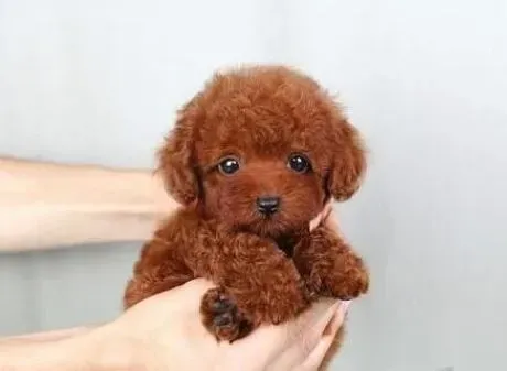 贵宾犬|避免走进给贵宾犬打疫苗的误区