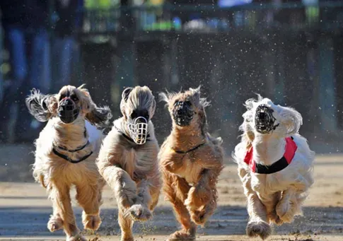 阿富汗猎犬到底有多笨 对主人服从性很好 | 阿富汗猎犬
