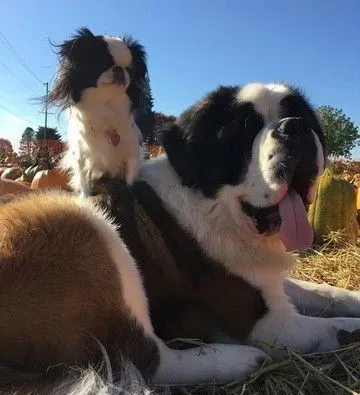 根本宠物界白马王子！圣伯纳甘愿当蝴蝶犬的驮兽 | 狗