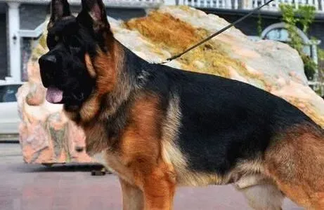 德国牧羊犬|训练德国牧羊犬衔物的心得体会