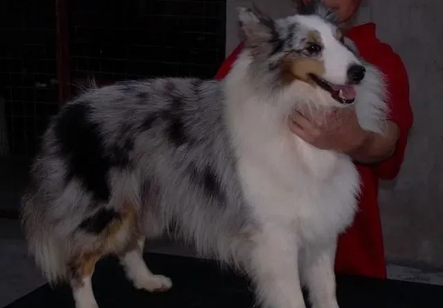 喜乐蒂|未打疫苗的喜乐蒂犬，咳嗽不容忽视