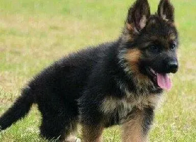 德国牧羊犬|分析挑选德国牧羊犬狗粮要懂得哪些知识