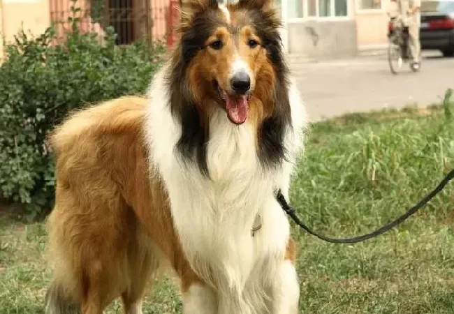 苏格兰牧羊犬|苏格兰牧羊犬发情期须经历几个阶段