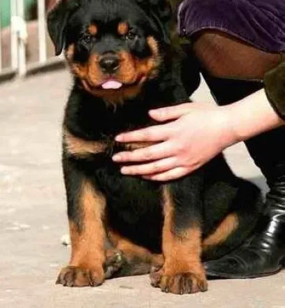 罗威纳犬|罗威纳犬在不同的时期应该怎么喂养