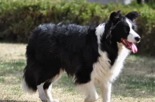 牧羊犬训练  边境牧羊犬是狗狗中最聪明的 | 牧羊犬