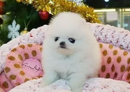 博美犬|海鲜虽味美 博美犬食用过多也有危险