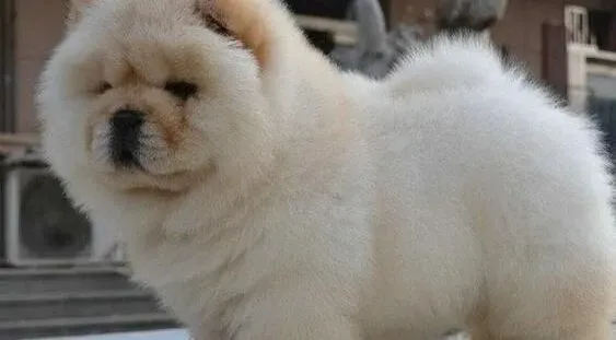 松狮犬|训练基地 怎样让松狮犬成为训练有素的宠物犬
