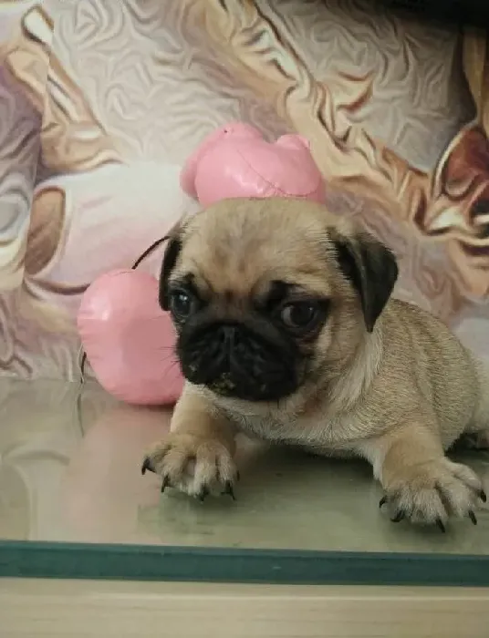 巴哥犬|照顾才来家的巴哥犬我有妙招