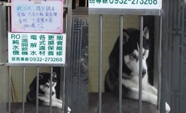 此恶犬请勿喂食 爸爸挂告牌惹汪超不爽 | 狗