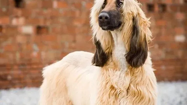 阿富汗猎犬|阿富汗猎犬感冒生病的症状