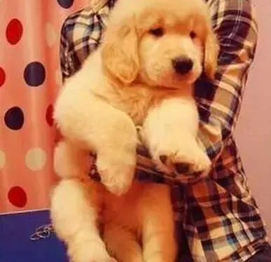 金毛|金毛犬剪毛前后的心理变化