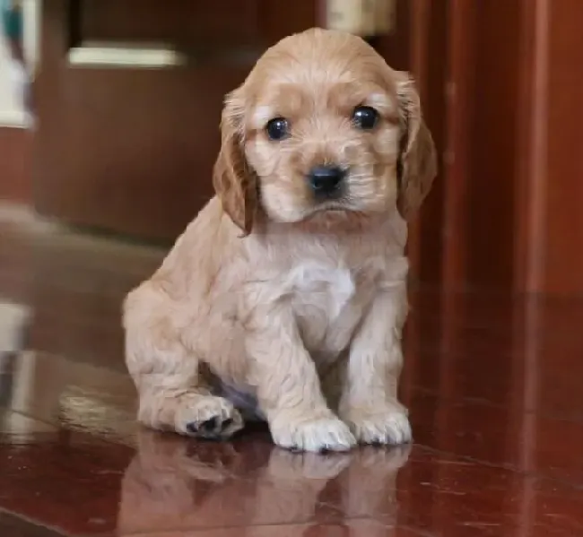 可卡犬|带你了解可卡犬的某些行为动机