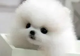 博美犬|博美犬得了肠炎什么都不吃只喝水睡觉