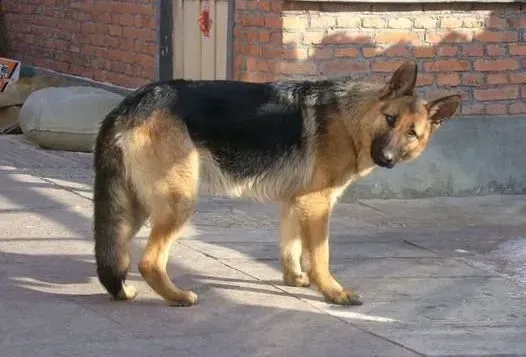 德国牧羊犬|德国牧羊犬幼犬的饲养管理与培训