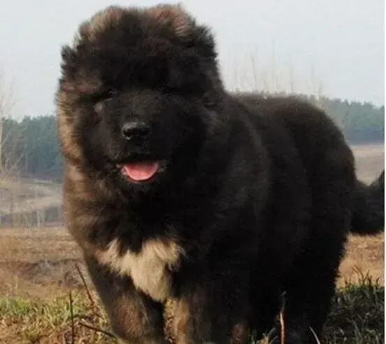 高加索犬|年幼的高加索犬吃什么身体长的快
