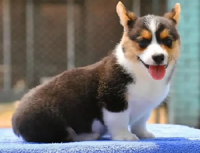 柯基犬|喂食柯基犬吃熟鸡蛋有好处吗