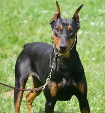 德国宾莎犬的寿命 大概在12-14年左右 | 
