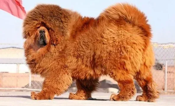 藏獒|藏獒幼犬的良好性格是如何养成的