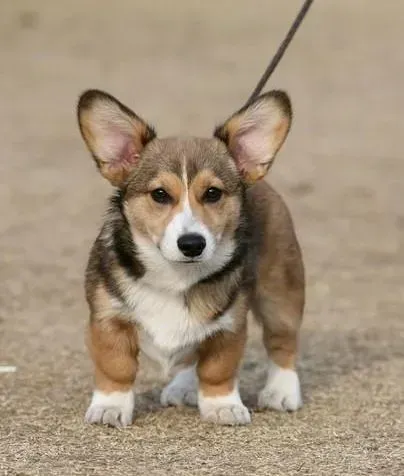 柯基犬|柯基犬总消化不良吃什么食物调理肠胃