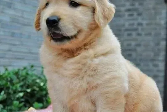 金毛|训练金毛犬的四种基本要领之强制