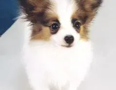 蝴蝶犬|当蝴蝶犬乱叫期间应该如何制止