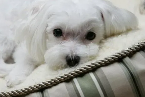 马尔济斯|马尔济斯犬夏季饲养的关键在于防晒