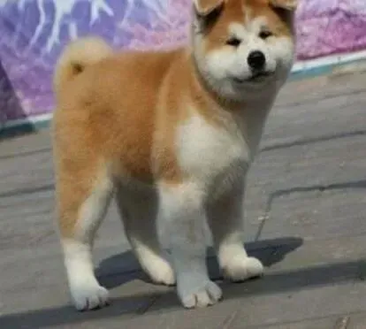 秋田犬|贪吃的秋田犬突然间不吃东西怎么办