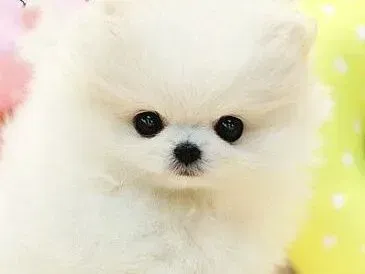 博美犬|博美犬脚部毛发应该怎样护理和修剪