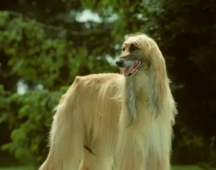 阿富汗猎犬怎样推毛 坚持每天为它梳毛 | 阿富汗猎犬