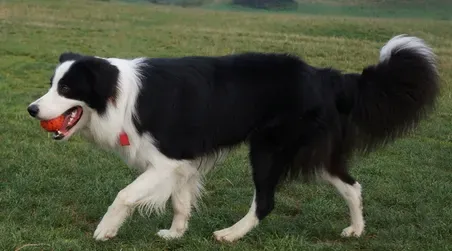 边境牧羊犬怎么辨别 边境牧羊犬好区分吗 | 边境牧羊犬