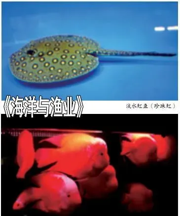热带观赏鱼的运输方式和包装方法