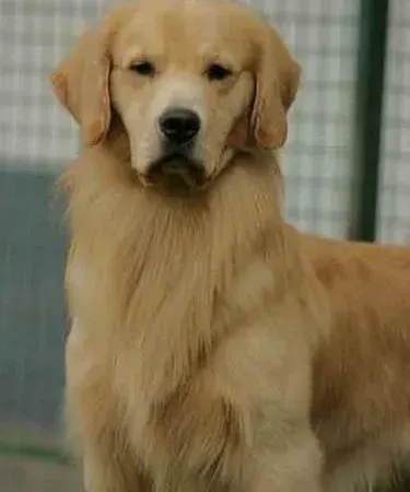 金毛|金毛犬换牙期间挑选磨牙工具的小技巧