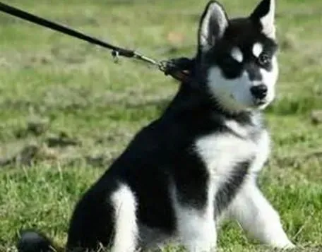阿拉斯加犬|阿拉斯加雪橇犬的家庭常备药大全