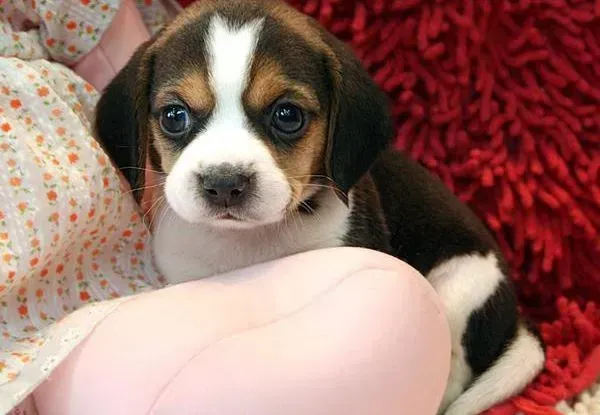 比格犬|引起比格犬挑食的原因与应对措施